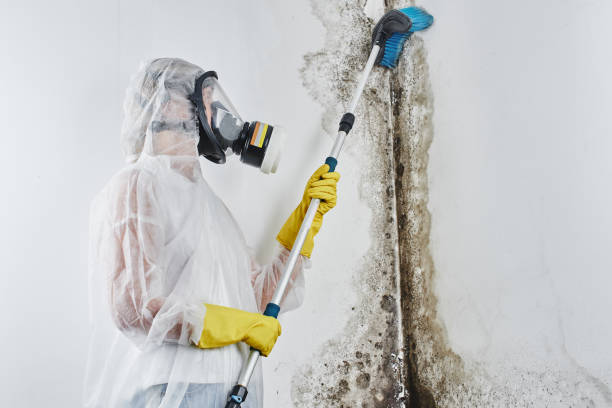 Best Commercial Mold Removal  in Spring Valley, AZ